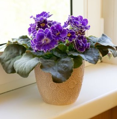 Violet Plant